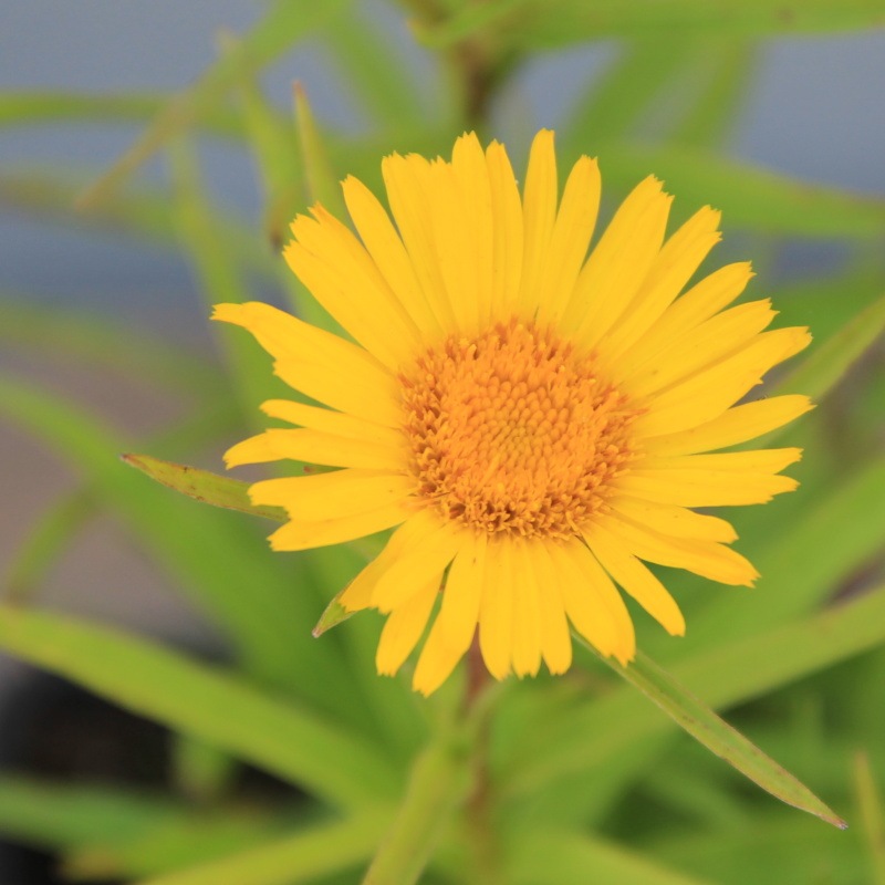 Rostliny - Oman mečolistý květináč 9cm