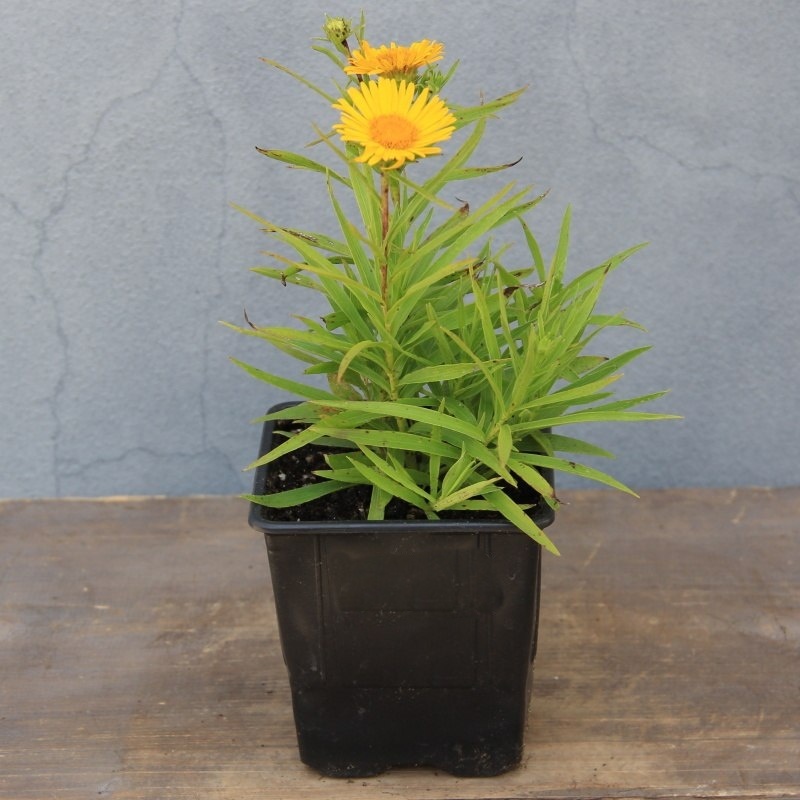 Oman mečolistý květináč 9cm-0