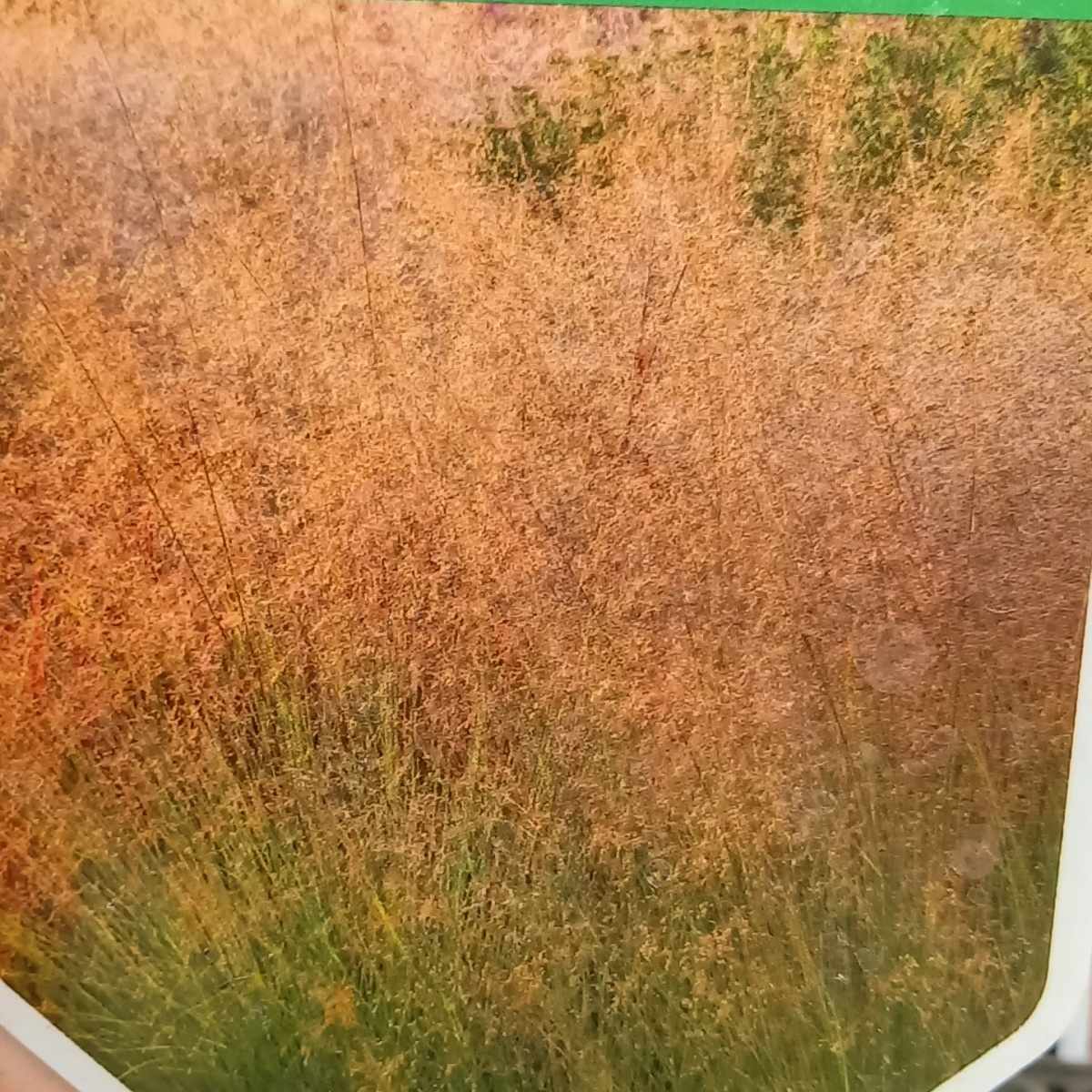 Traviny - Opadavec květináč 11cm