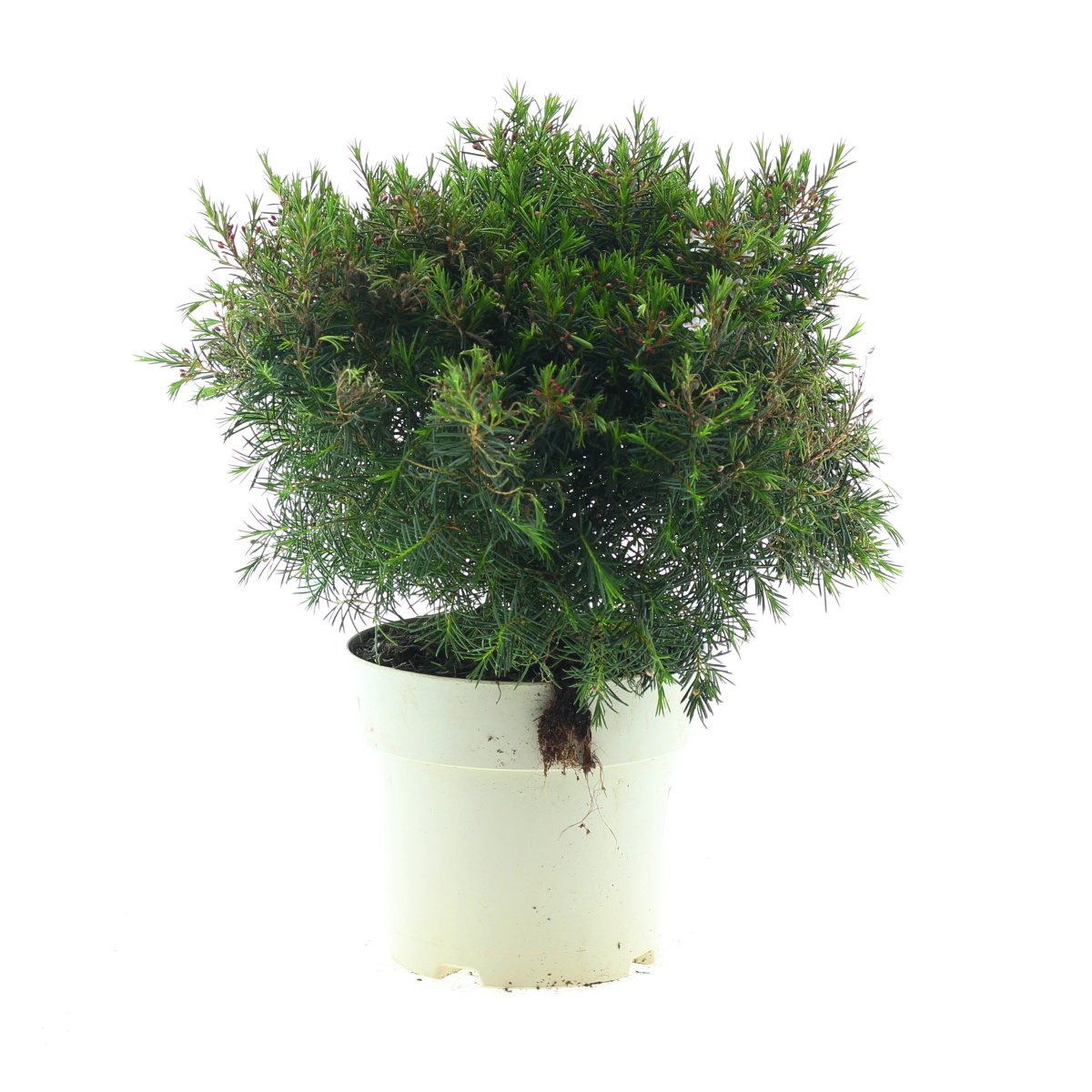 Nádobové květiny - Opuč háčkovitá květináč 20cm