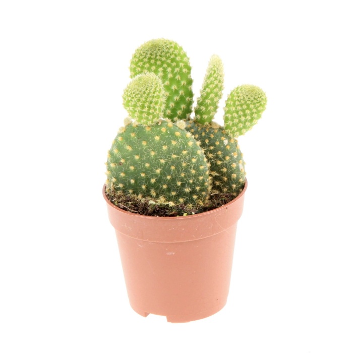 Kaktusy a sukulenty - Opuncie, andělská křídla květináč 6cm