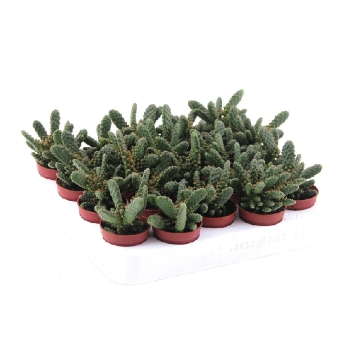 Kaktusy a sukulenty - Opuncie květináč 5,5cm