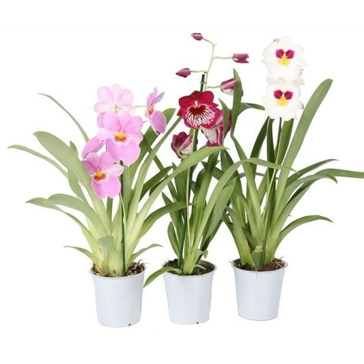 Kvetoucí pokojové rostliny - Orchidej miltonie mix, květináč 12cm