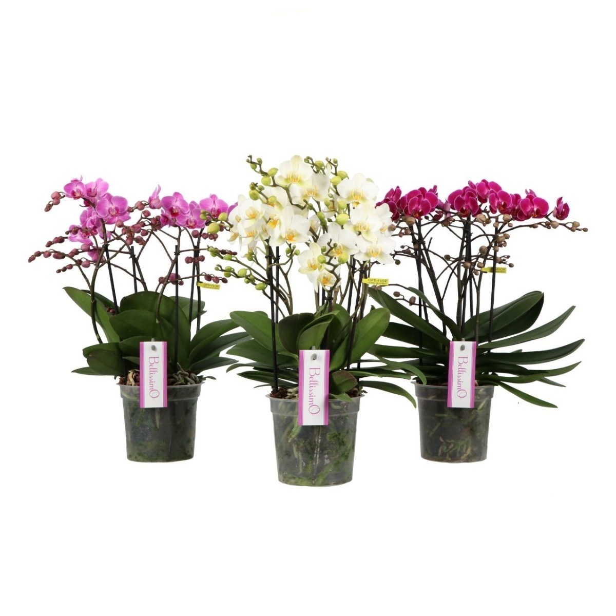 Kvetoucí pokojové rostliny - Orchidej můrovec Bellissimo mix, květináč 15cm