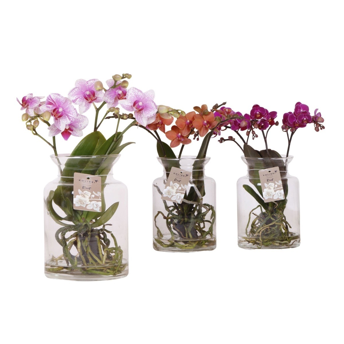 Kvetoucí pokojové rostliny - Orchidej můrovec Kolibri mix, hydroponická váza 16cm