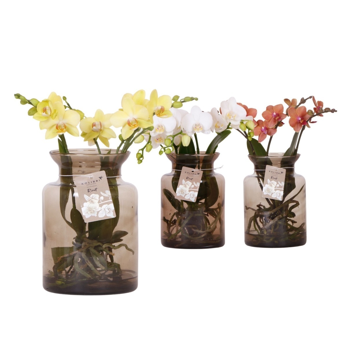 Orchidej můrovec Kolibri mix, hydroponická váza 16cm-0