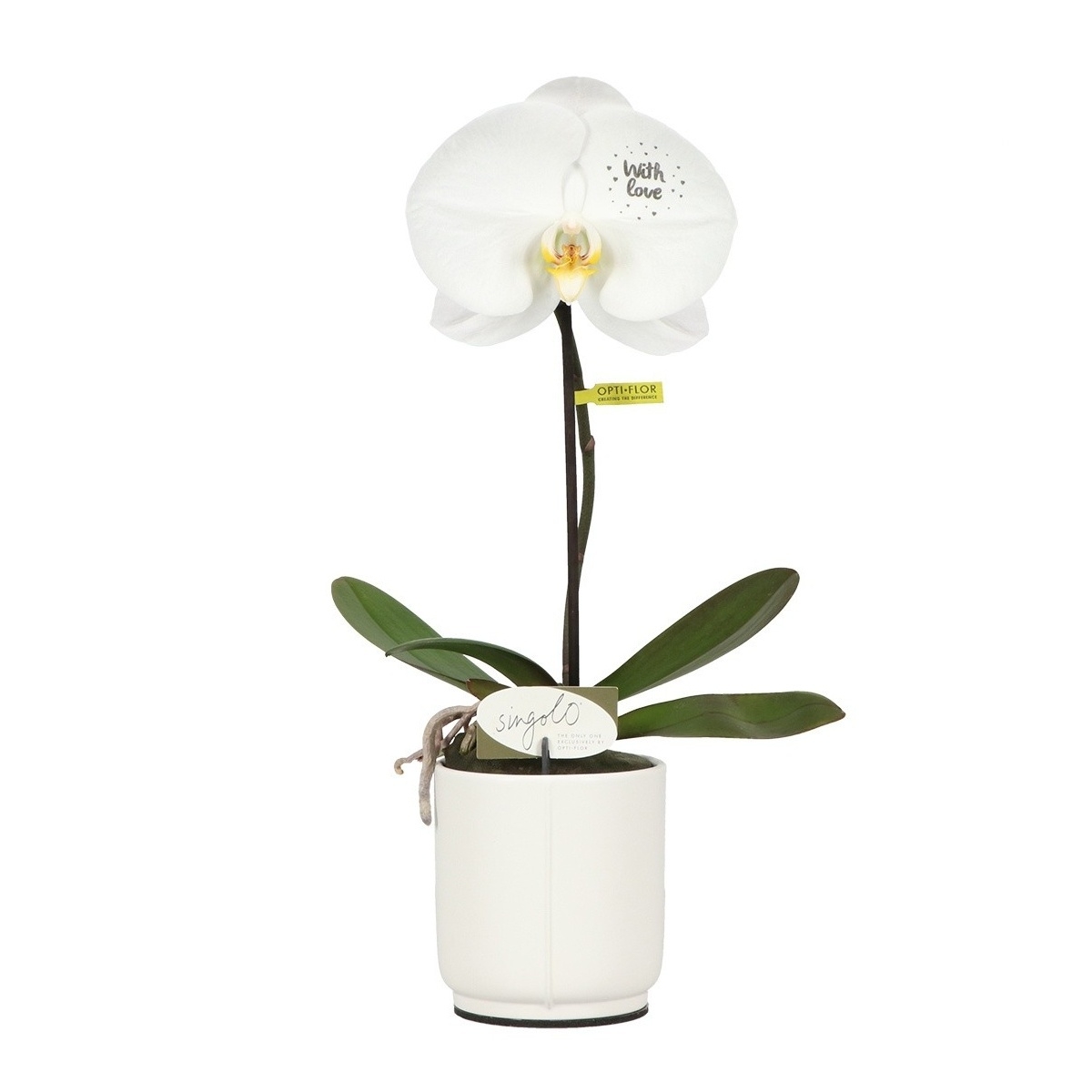 Kvetoucí pokojové rostliny - Orchidej můrovec Singolo mix, květináč 10cm