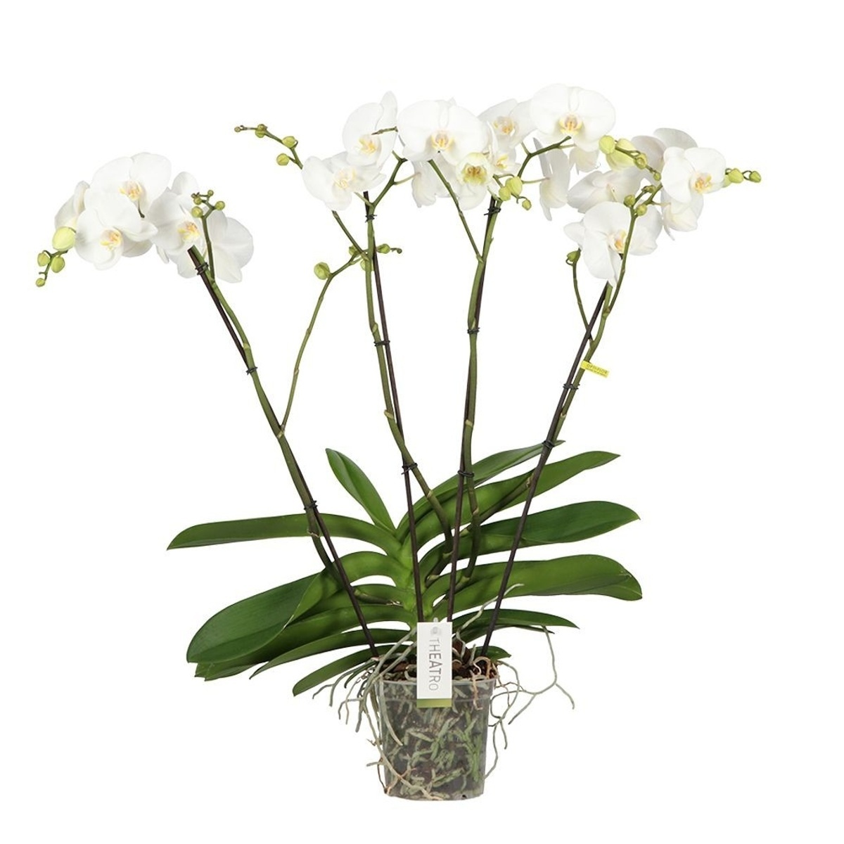 Kvetoucí pokojové rostliny - Orchidej můrovec Theatro Classico se 4 výhony