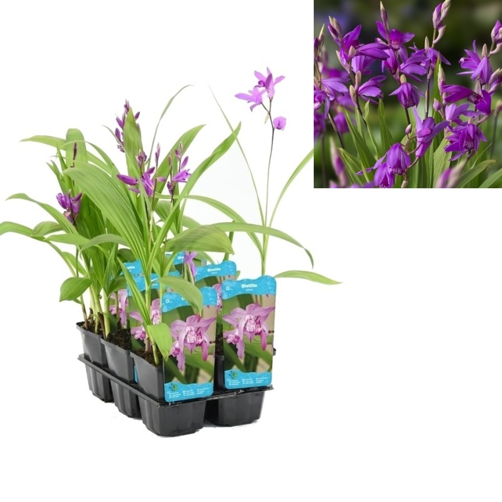 Vodní rostliny a lekníny - Orchidej vzpřímená květináč 9cm