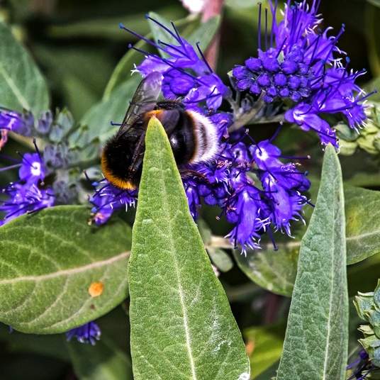 Keře okrasné květem - Ořechokřídlec klandonský 'Heavenly Blue' květináč 1,4 litru, výška 15/20cm, keř