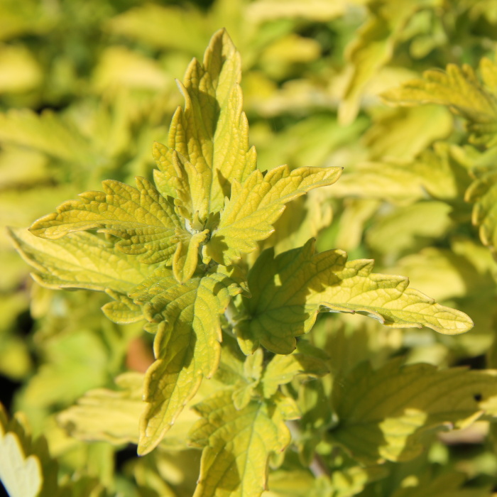 Keře okrasné květem - Ořechokřídlec klandonský 'Hint of Gold' květináč 1,4 litru