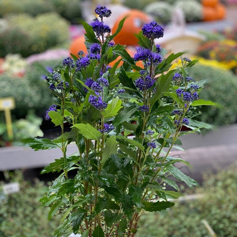 Keře okrasné květem - Ořechokřídlec klandonský 'Inoveris' květináč 2,5 litrů, výška 30/40cm, keř