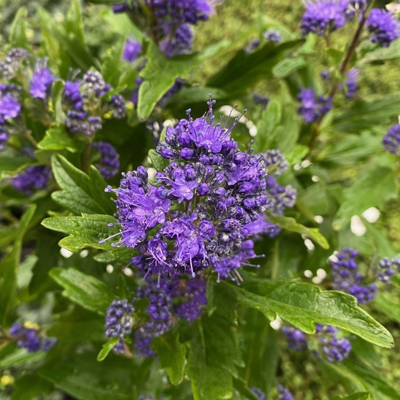 Ořechokřídlec klandonský 'Inoveris' květináč 2,5 litrů, výška 30/40cm, keř-0