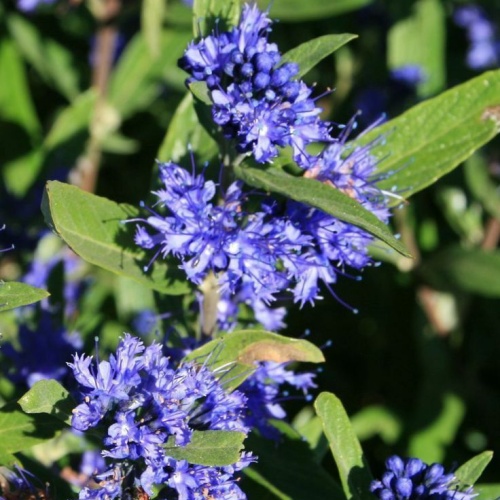 Keře okrasné květem - Ořechokřídlec klandonský 'Kew Blue' květináč 2 litry, výška 30/40cm, keř