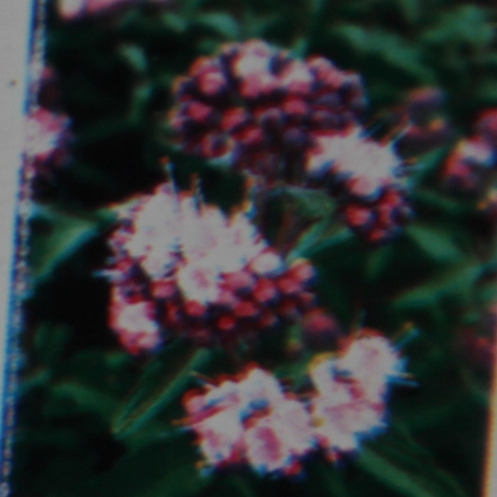 Keře okrasné květem - Ořechokřídlec klandonský 'Stephi' výška 30/40cm, květináč 2 litry