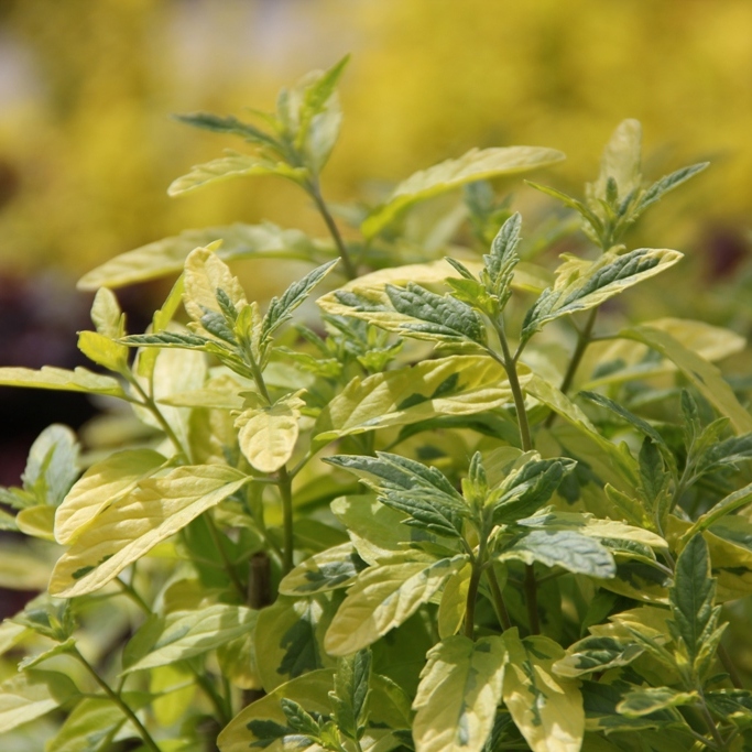 Keře okrasné květem - Ořechokřídlec 'Summer Sorbet' květináč 2 litry, výška 30/40cm, keř