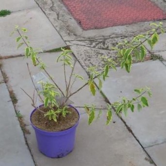 Ořechokřídlec 'Summer Sorbet' květináč 2 litry, výška 30/40cm, keř-0