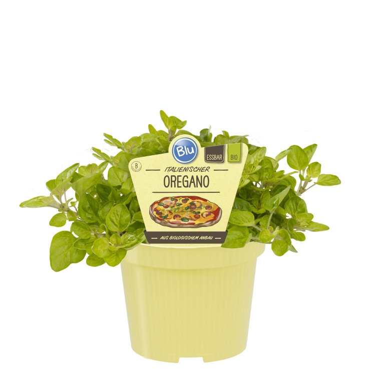 Bylinky - Oregáno BIO květináč 12cm