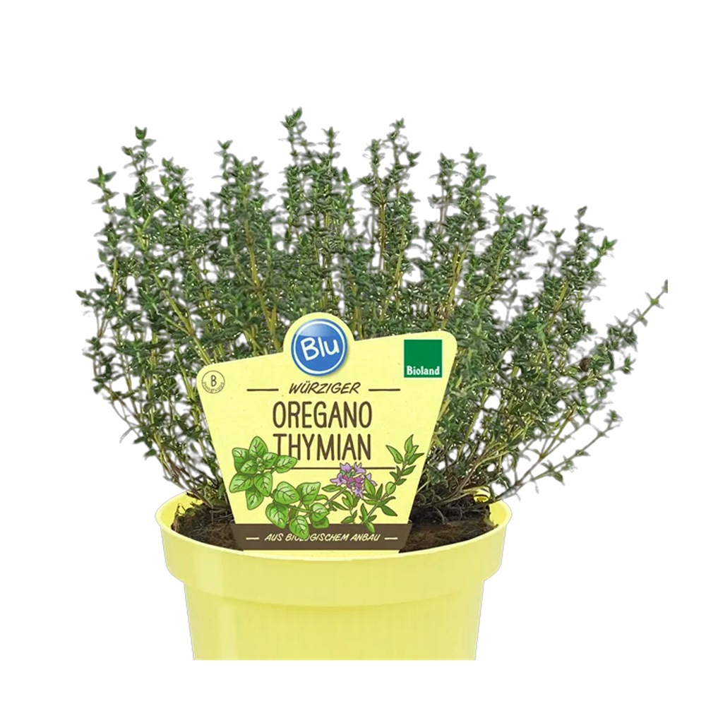 Bylinky - Oregáno-tymián BIO, květináč 12cm