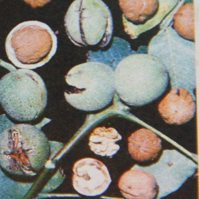 Rostliny - Ořešák 'Apollo' výška 100/125cm, polopapírák, částečně samosprašný