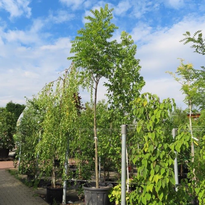 Listnaté stromky a stromy - Ořešák černý květináč 30 litrů, obvod kmene 12/14cm, vysokokmen, strom