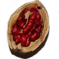 Ořešáky - Ořešák 'Hospozinský červený' prostokořenné, špičák, polopapírák, SAMOSPRAŠNÝ