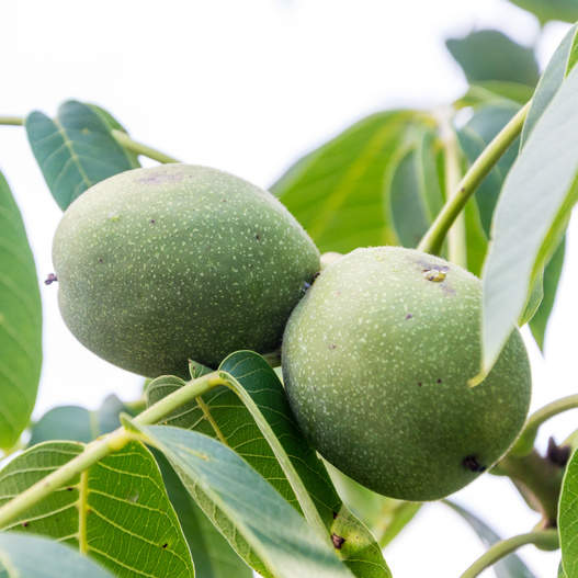 Rostliny - Ořešák královský 'Jupiter' výška 150/175cm, cizosprašný