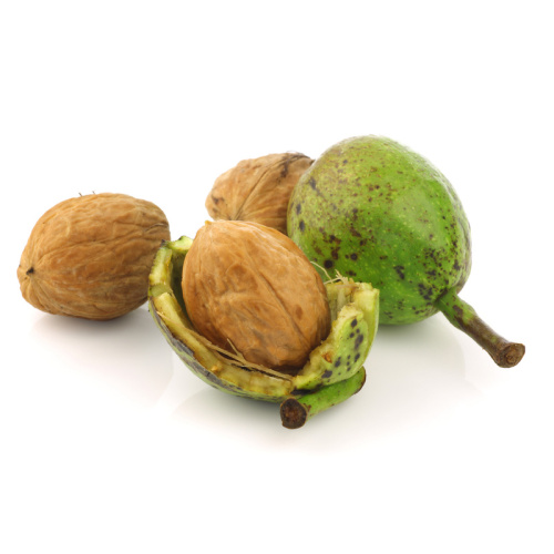 Ořešáky - Ořešák královský květináč 6 litrů, výška 125/150cm, polopapírák, částečně samosprašný