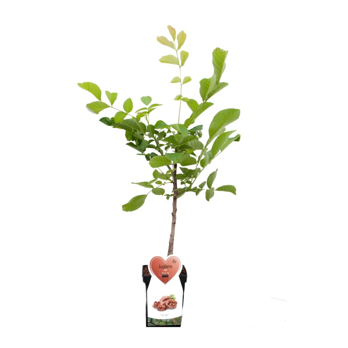 Ořešák královský zákrsek, polopapírák, květináč 5 litrů-0