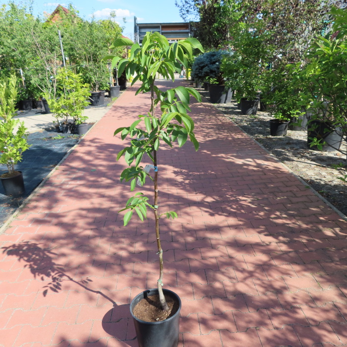 Ořešáky - Ořešák 'Mars' květináč 7,5 litru, výška 175/200cm, polopapírák, částečně samosprašný
