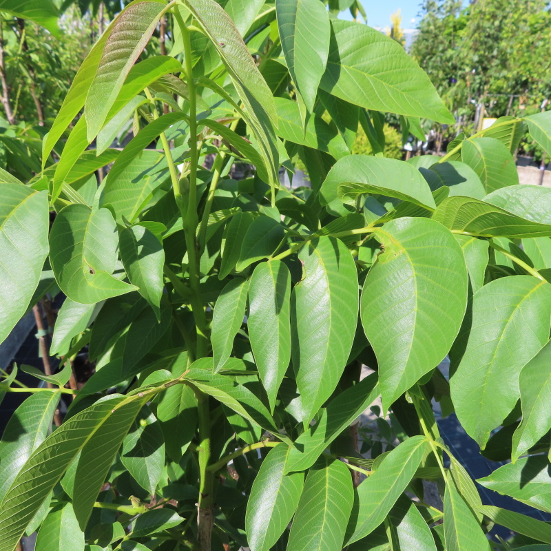 Ořešák 'Mars' květináč 7,5 litru, výška 175/200cm, polopapírák, částečně samosprašný-0