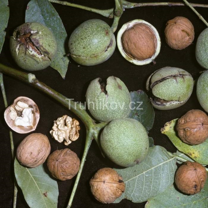 Ořešáky - Ořešák 'Mars' květináč 7 litrů, výška 60/80cm, polopapírák, částečně samosprašný