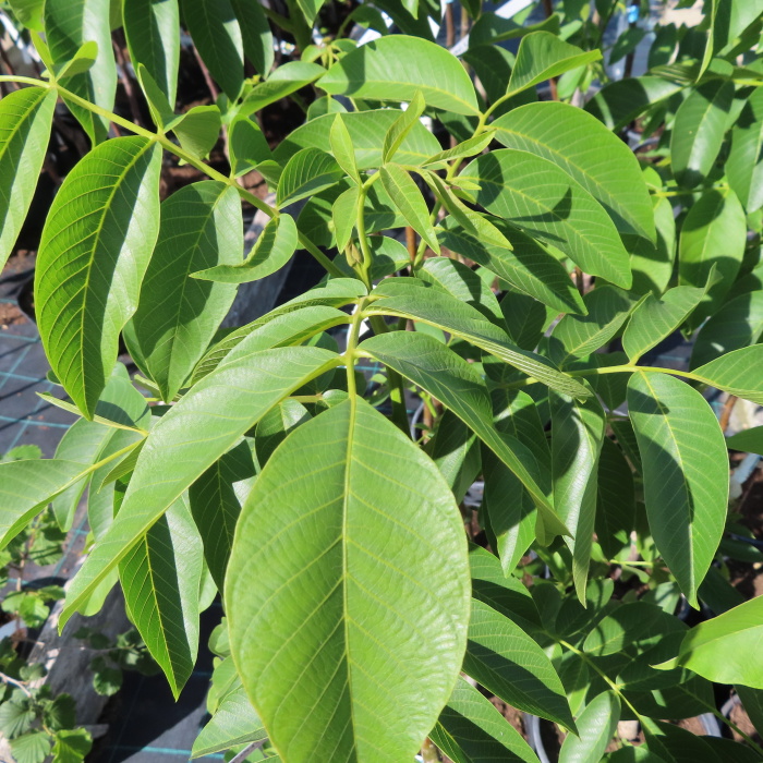 Rostliny - Ořešák Seifersdorferský květináč 7,5 litru, výška 100/125cm, polopapírák, částečně samosprašný