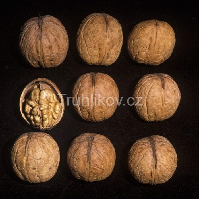 Ořešáky - Ořešák 'Seifersdorferský' květináč 7 litrů, výška 60/80, polopapírák, částečně samosprašný