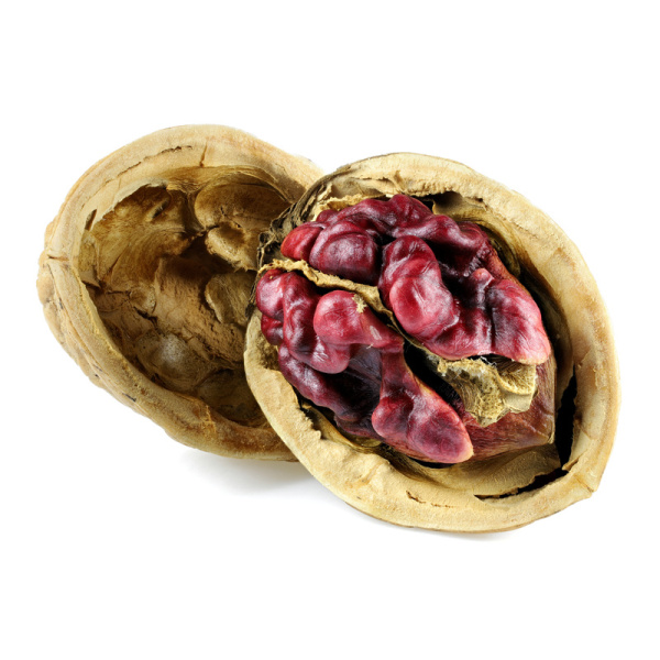 Rostliny - Ořešák Sychrov květináč 7,5 litru, výška 100/125cm, polopapírák, SAMOSPRAŠNÝ