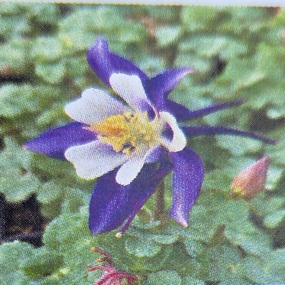 Na slunce - Orlíček Navy and White květináč 9cm