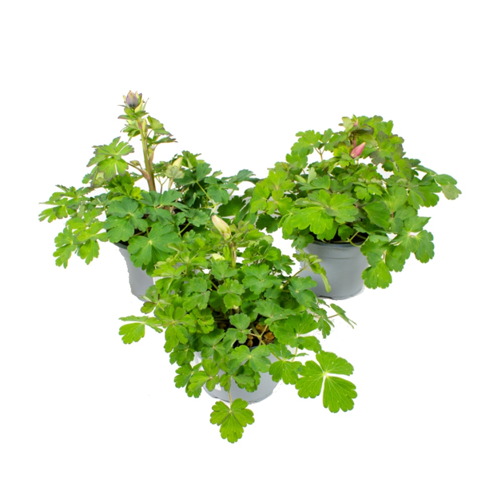 Na slunce - Orlíček obecný mix květináč 13cm