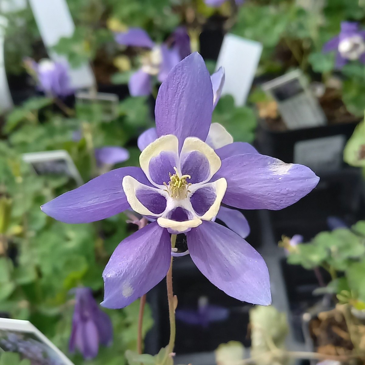 Na slunce - Orlíček vějířovitý Blue and White květináč 9cm