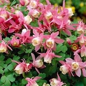 Na slunce - Orlíček vějířovitý Red and White 9cm