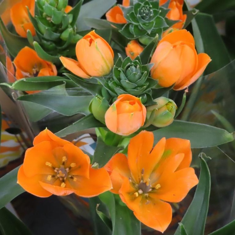 Ornitogalum květináč 12cm-0