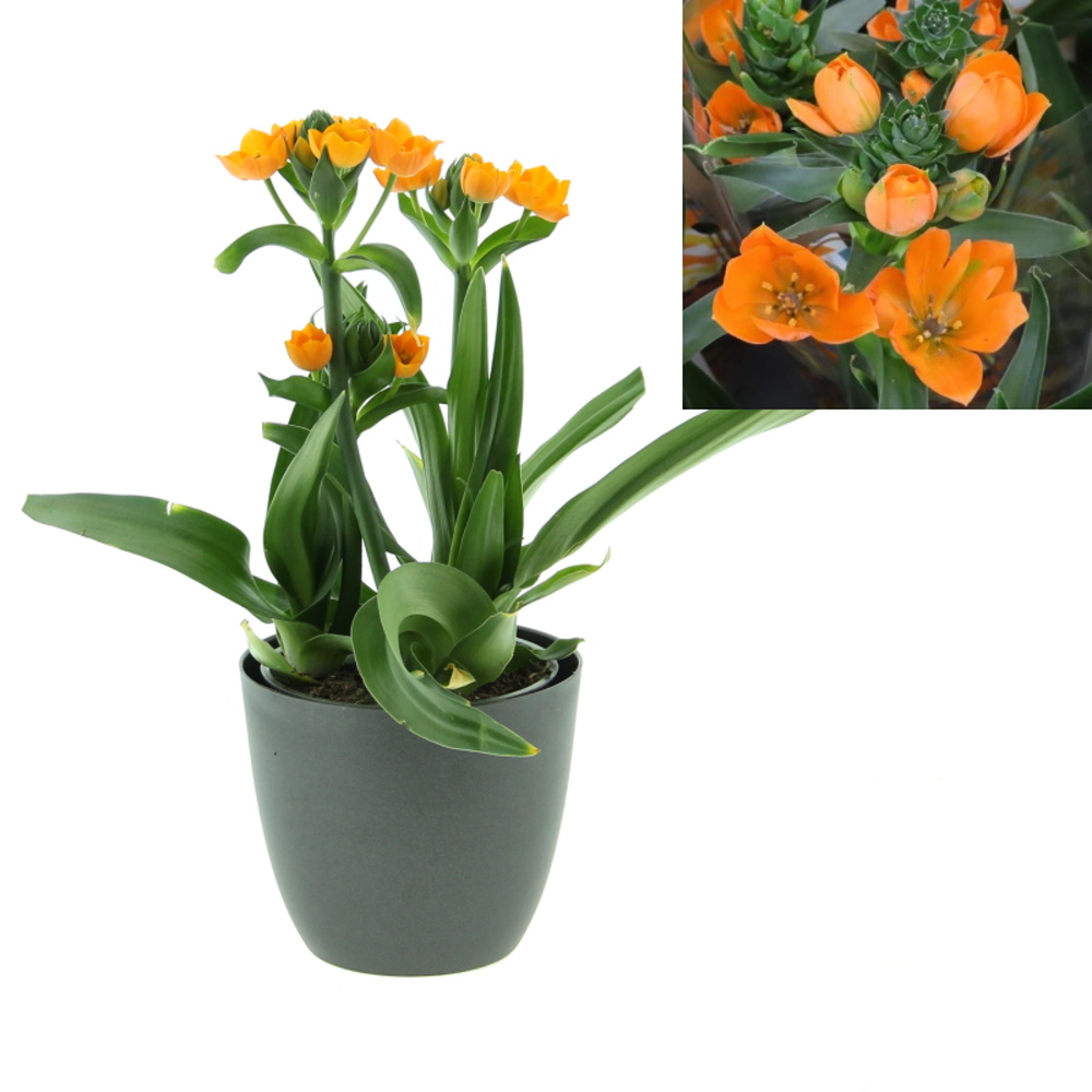 Rychlené cibuloviny - Ornitogalum květináč 12cm