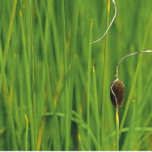 Vodní rostliny a lekníny - Orobinec nejmenší 3 litry