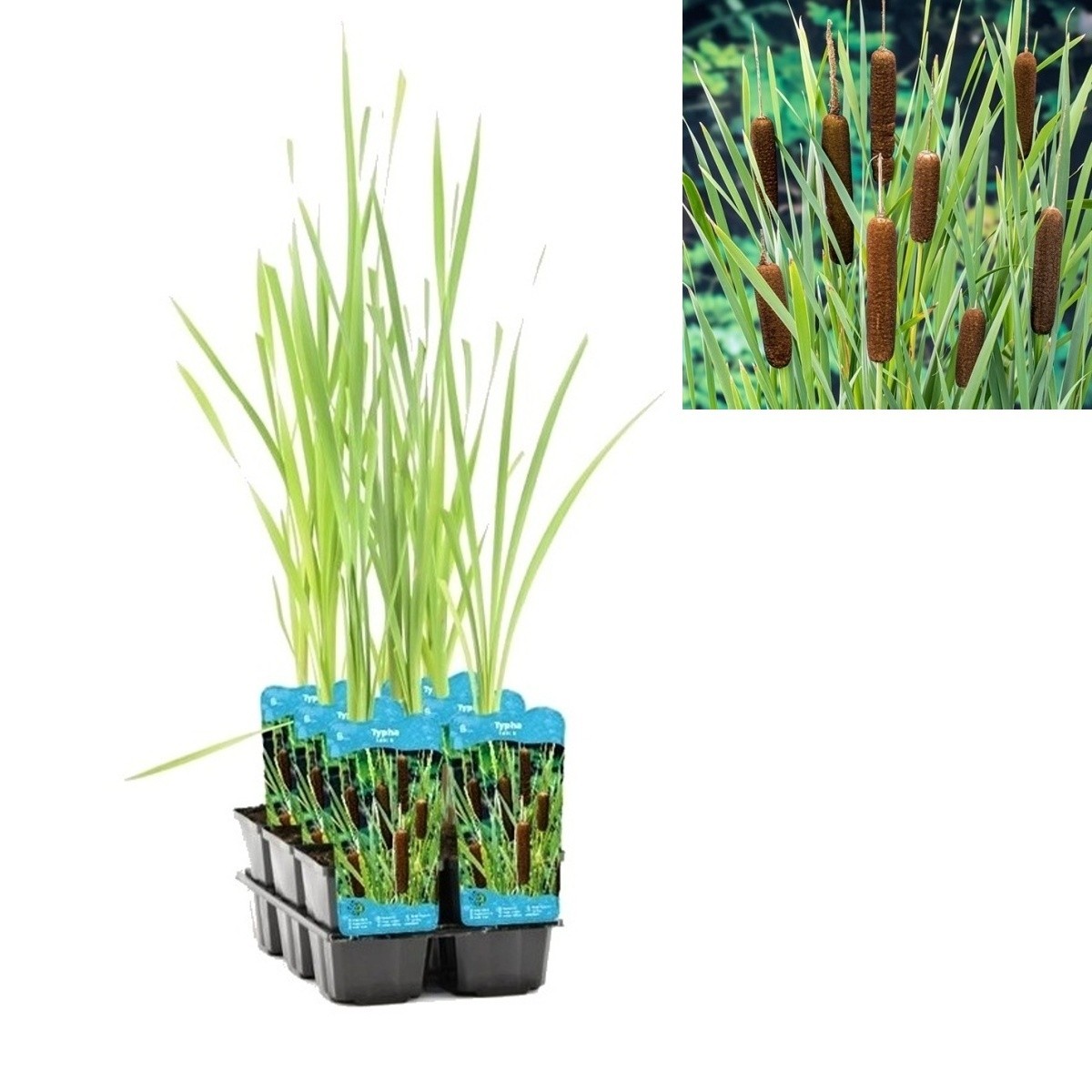 Vodní rostliny a lekníny - Orobinec širokolistý květináč 9cm