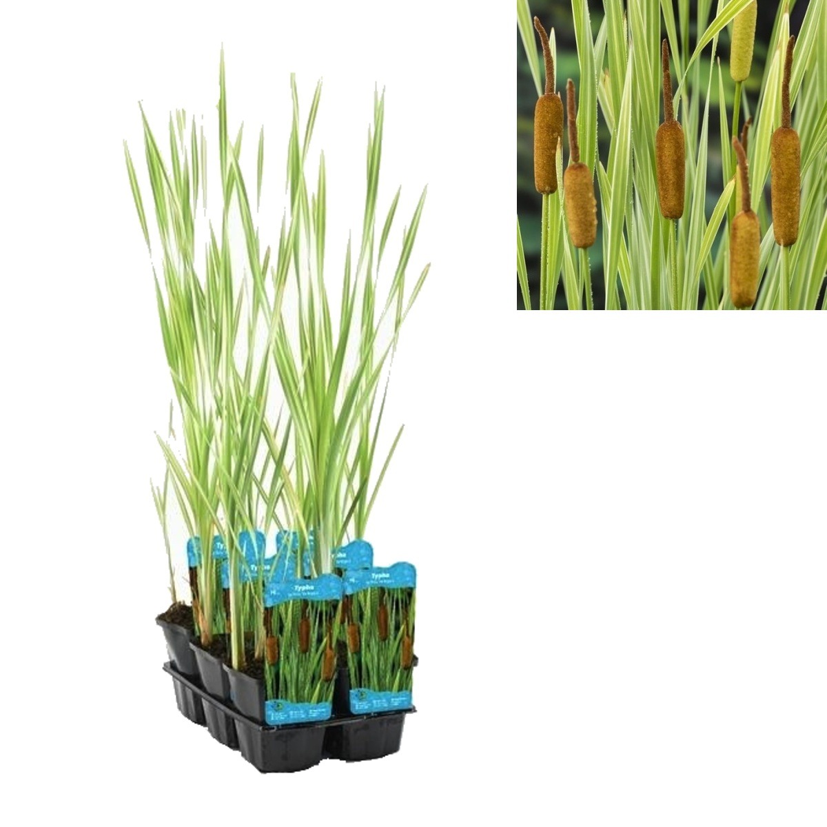 Vodní rostliny a lekníny - Orobinec širokolistý Variegata květináč 9cm