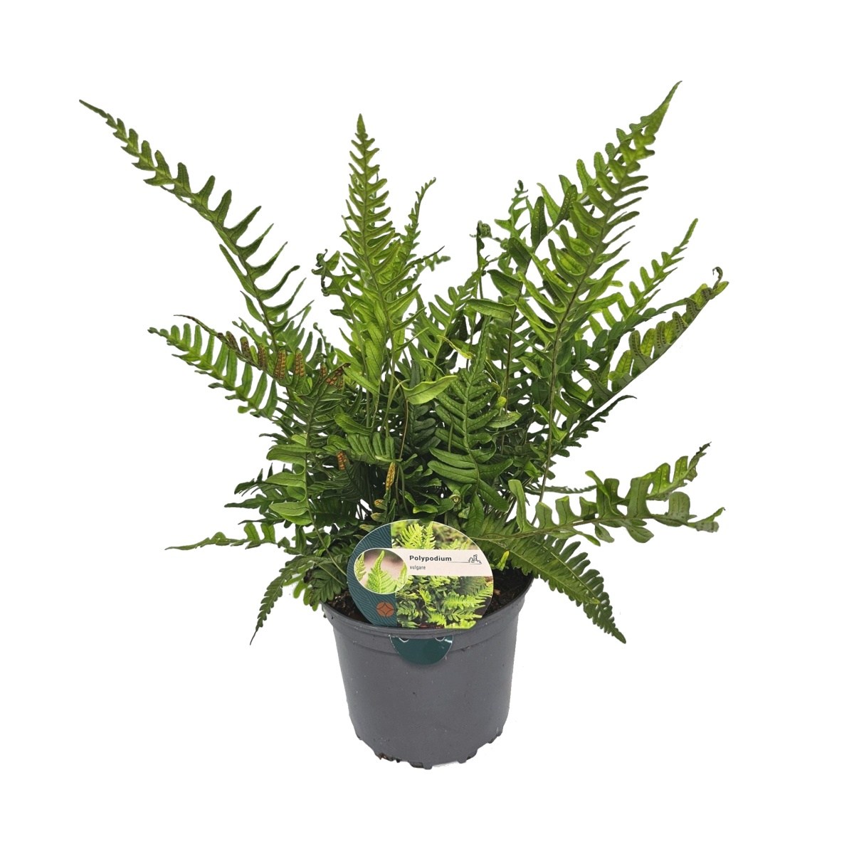 Rostliny - Osladič obecný květináč 2 litry