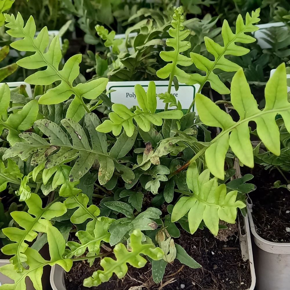 Stínomilné - Osladič obecný květináč 9cm