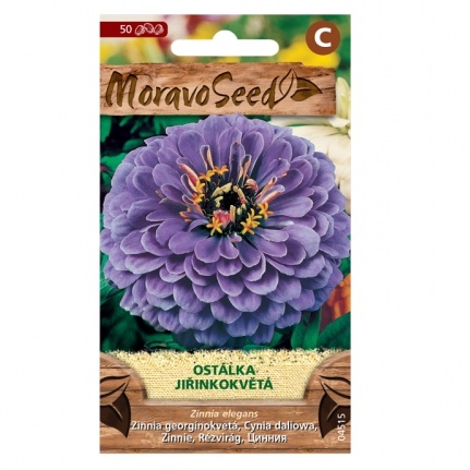 Osivo letniček - Ostálka jiřinkokvětá fialová (MS)