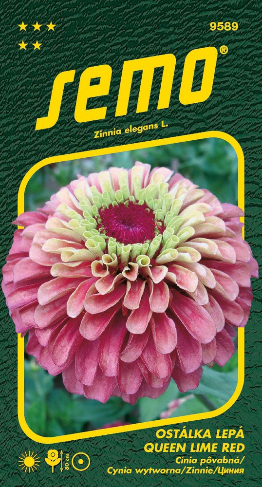 Osivo letniček - Ostálka lepá Queen Lime Red