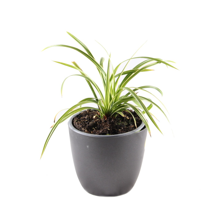 Rostliny - Ostřice japonská 'Ice Dance' 12cm