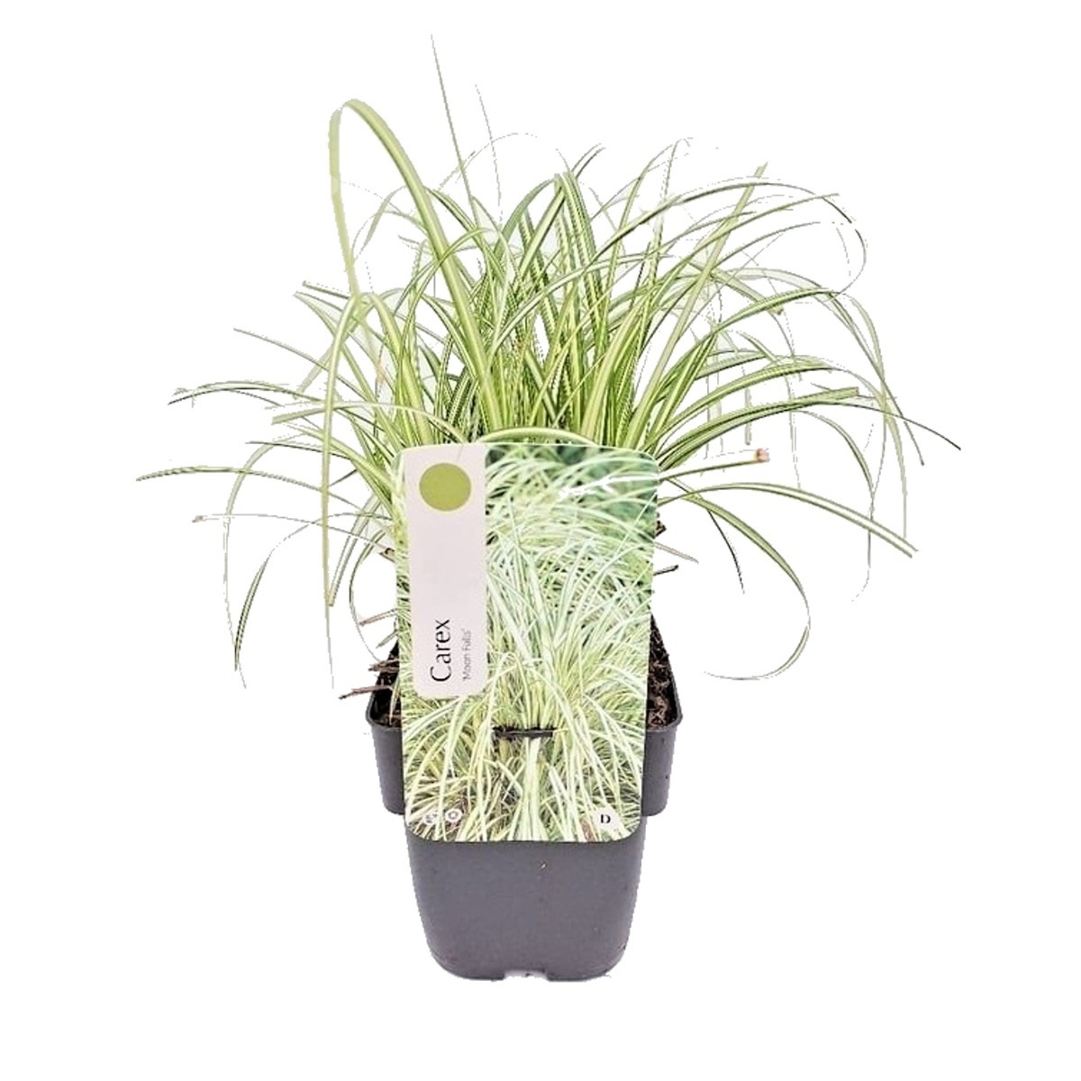 Traviny - Ostřice Moon Falls květináč 2 litry